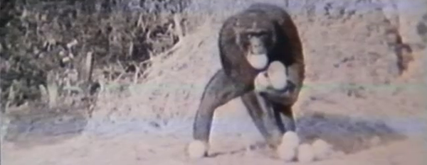 Chimpanzees in the Wild, Guinea 1966-67 Chimpanzees in the Wild, Guinea 1966-67