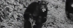 Experimentation with Forest-dwelling Chimpanzees in the Congo 1964 - Expeditions 2 & 3