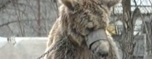 Save the Bears